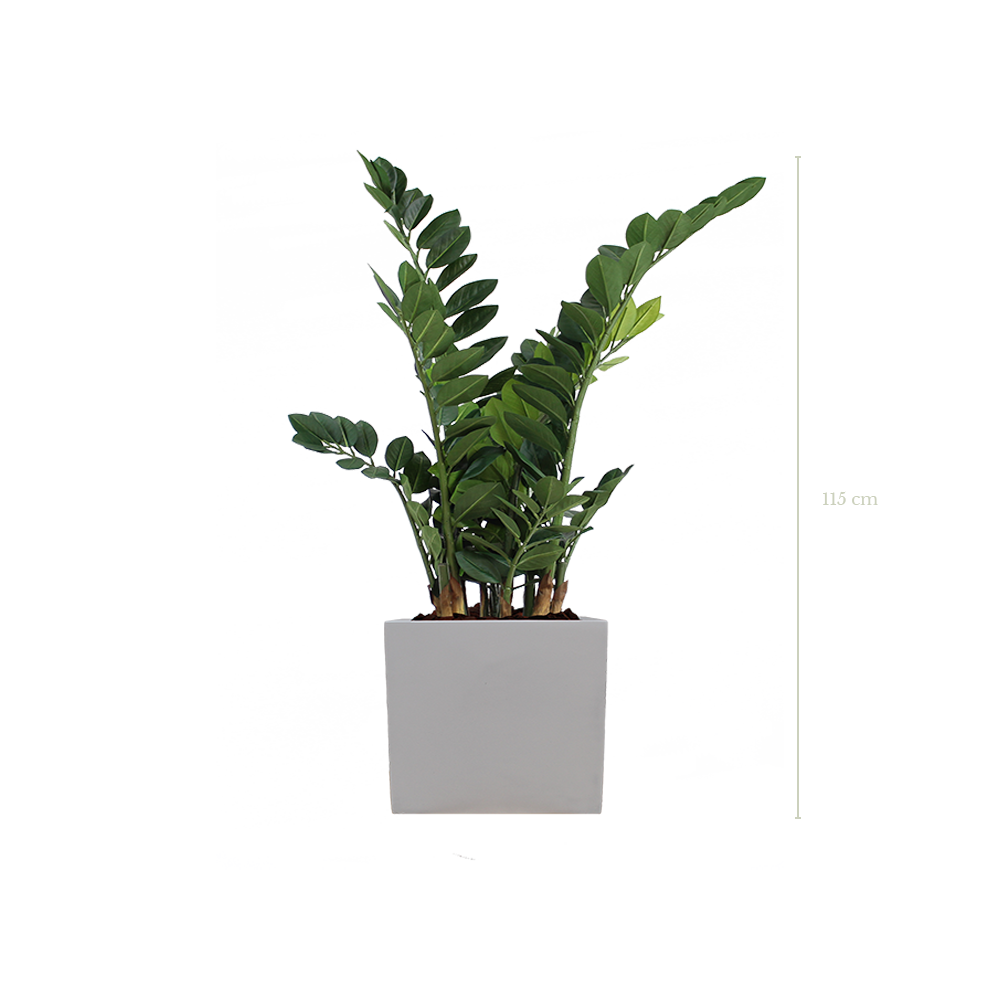 Le Zamia 100 cm - Cube Blanc #Artificiel