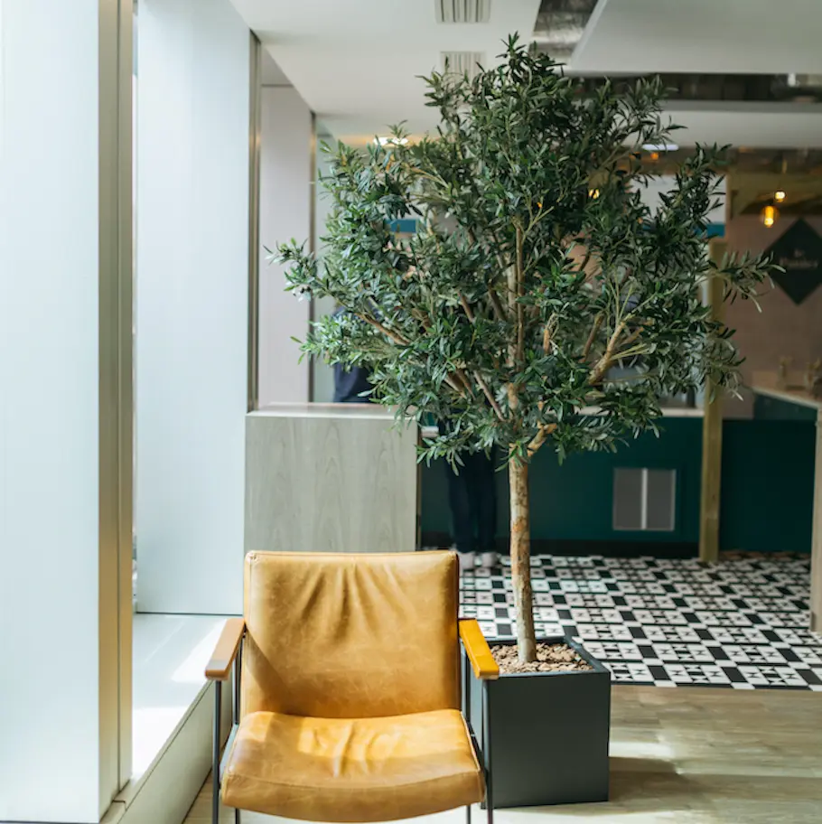 The Olive tree in a black square pot #Semi-natural