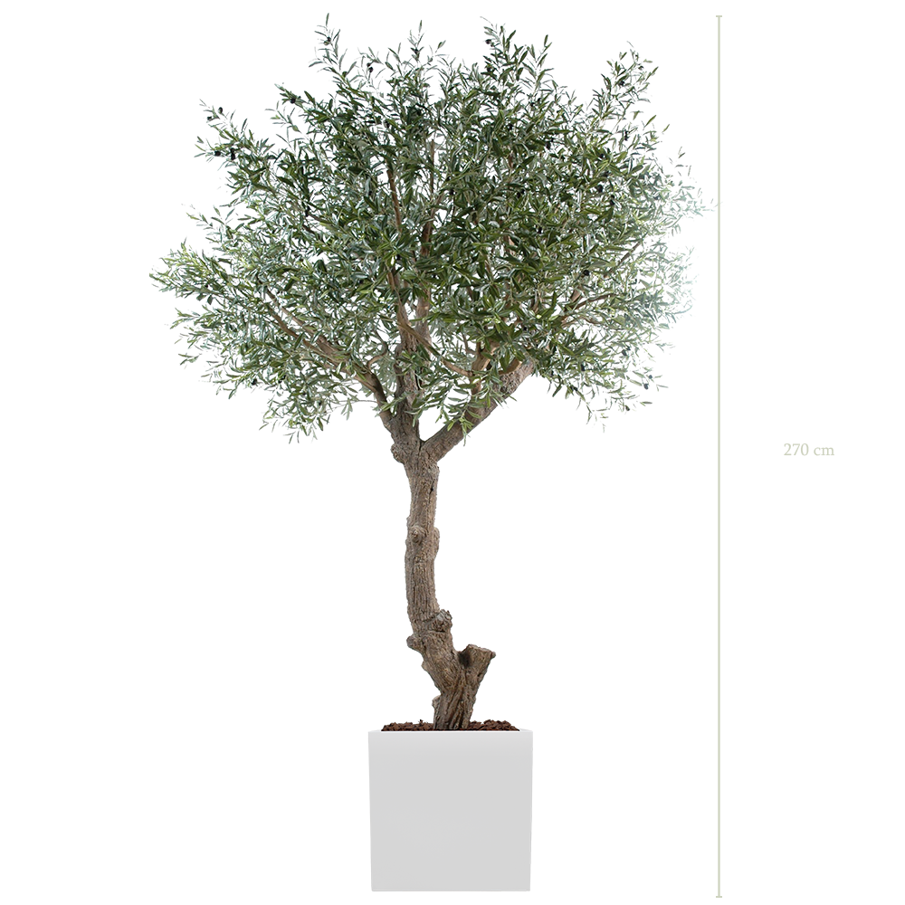 The Tall Olive tree in a white square pot #Semi-natural