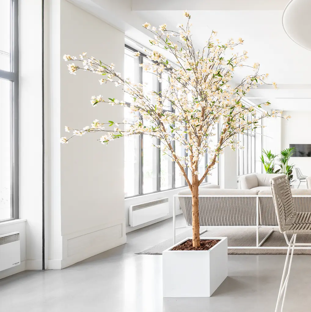 Le Cerisier 240 - Cube Blanc - Semi-naturel