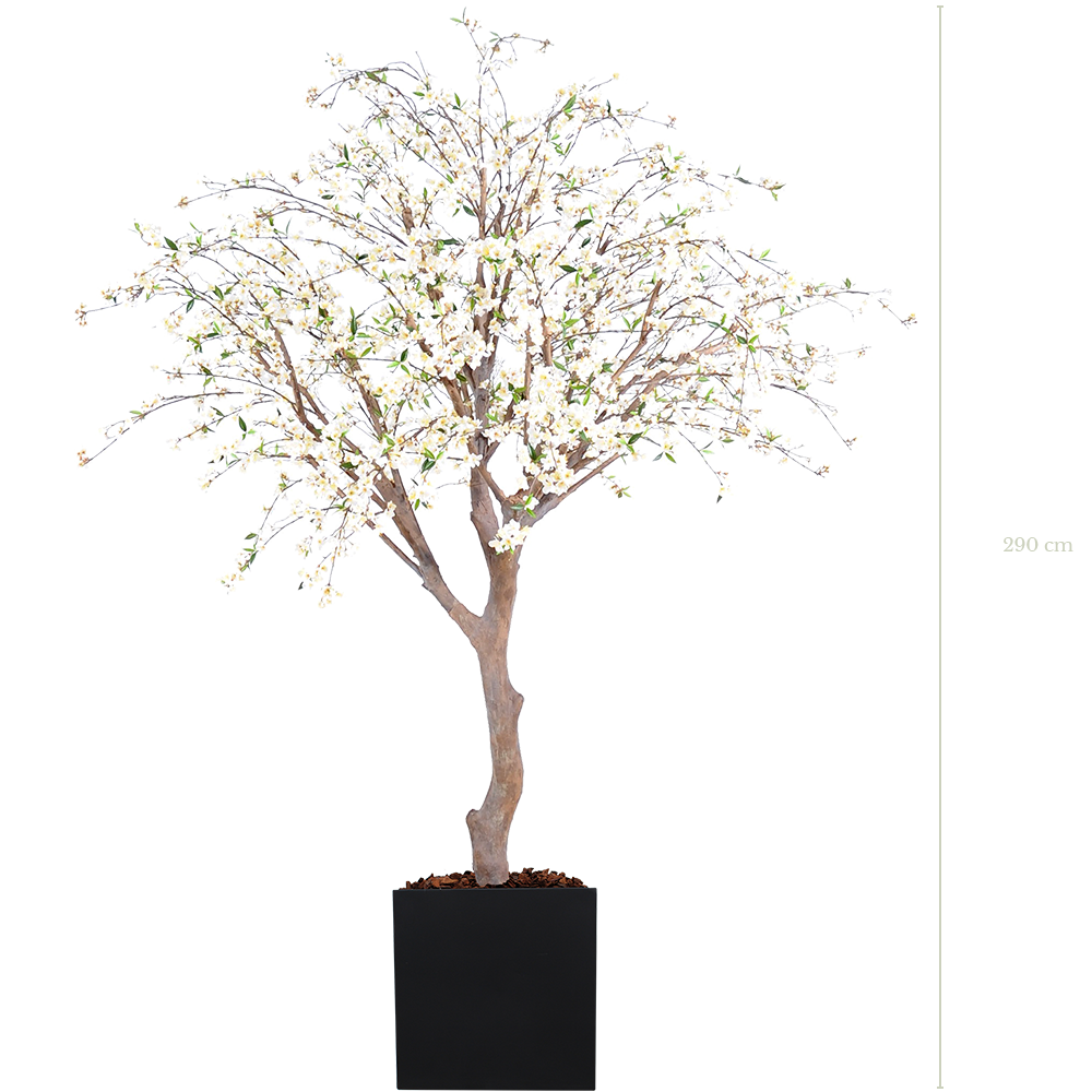 Le Cerisier 290 cm - Cube Noir #Semi-naturel