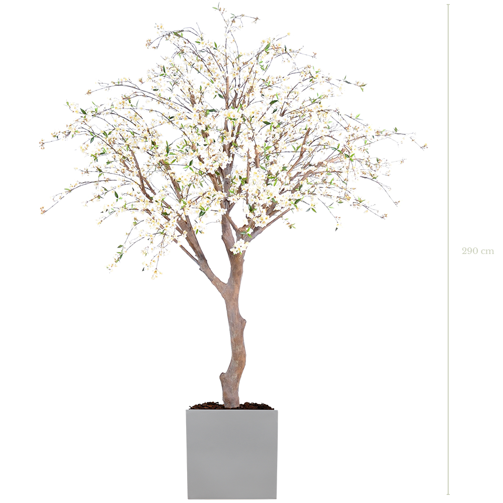Le Cerisier 290 cm - Cube Blanc #Semi-naturel