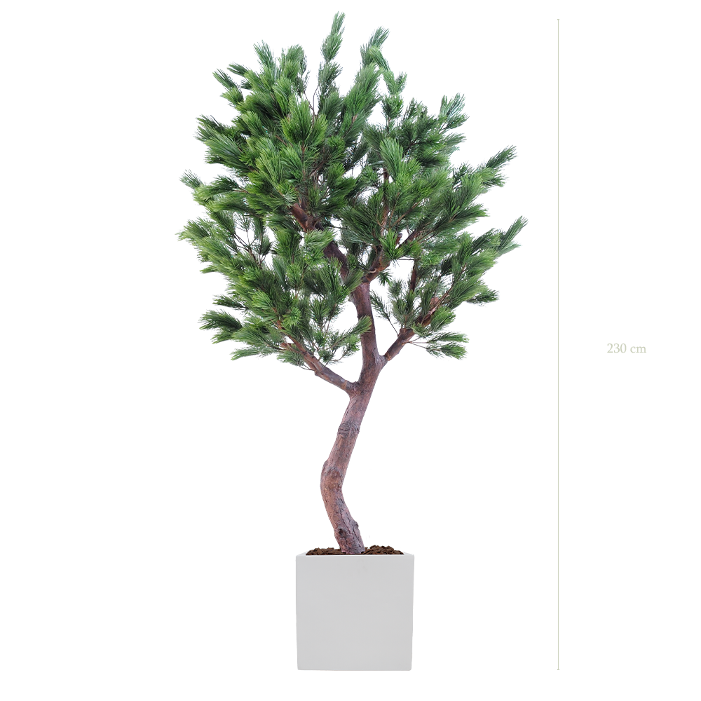 Le Pin 230 cm- Cube Blanc #Semi-naturel