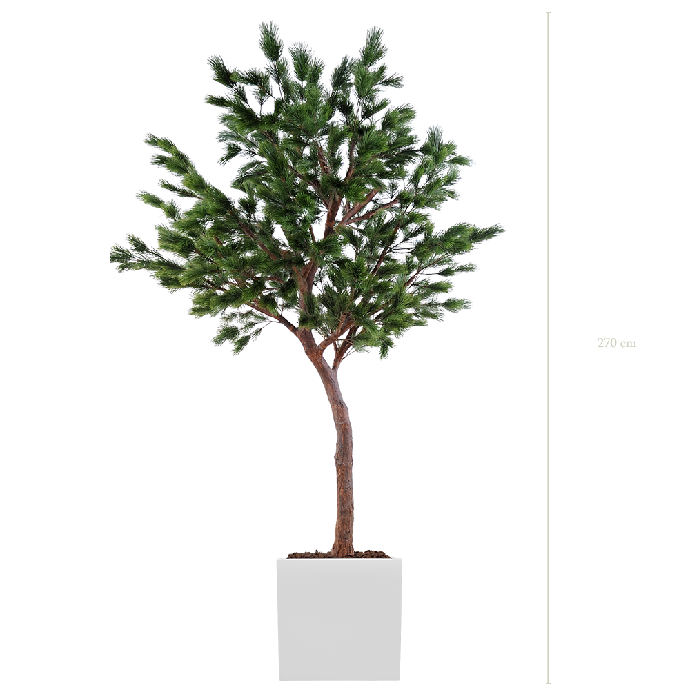 Le Pin 270 cm - Cube Blanc #Semi-naturel