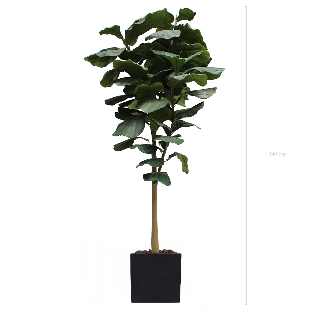 Der Lyrata-Baum 240 cm – schwarzer kubischer Topf #künstlich