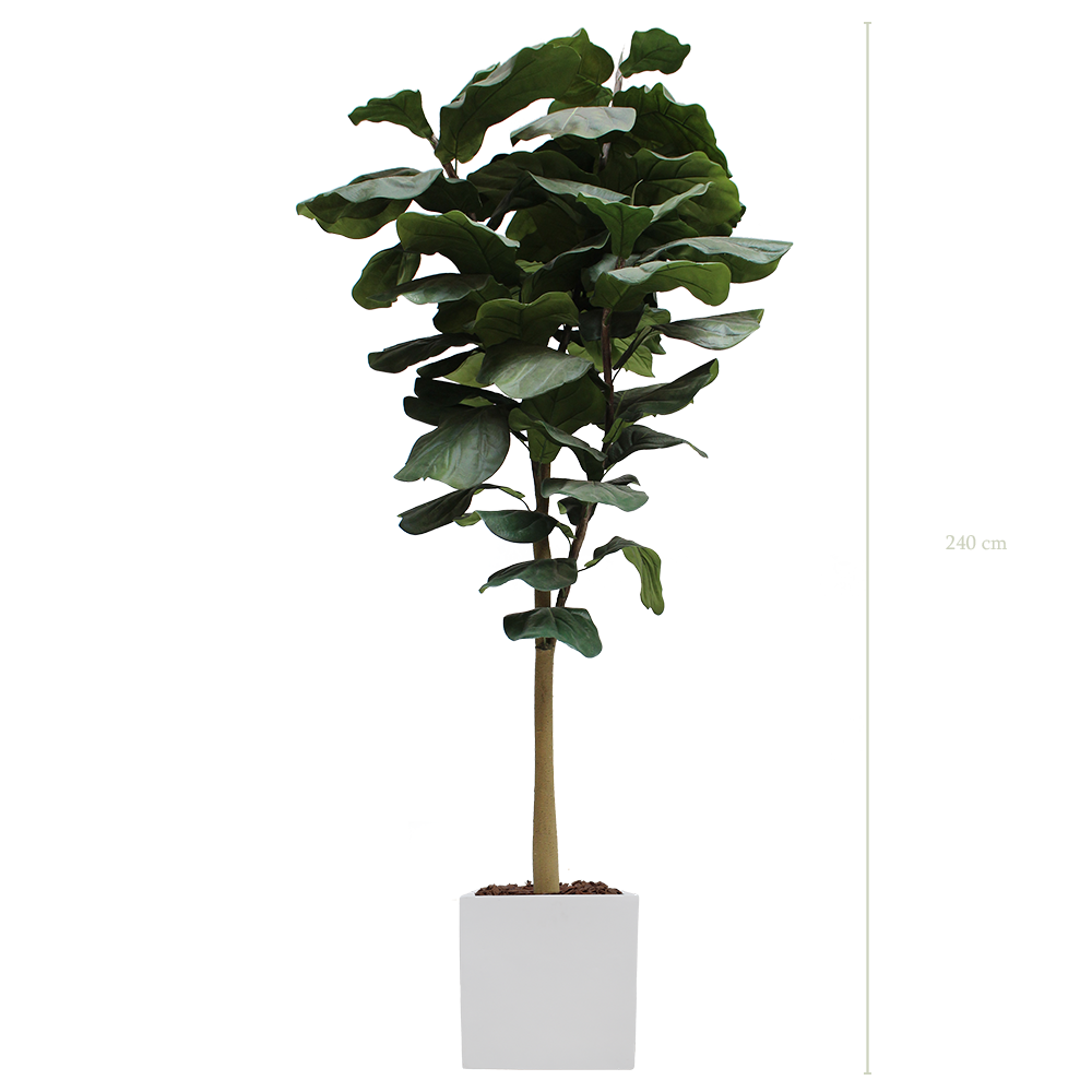 Der Lyrata-Baum 240 cm – weißer kubischer Topf #Künstlich
