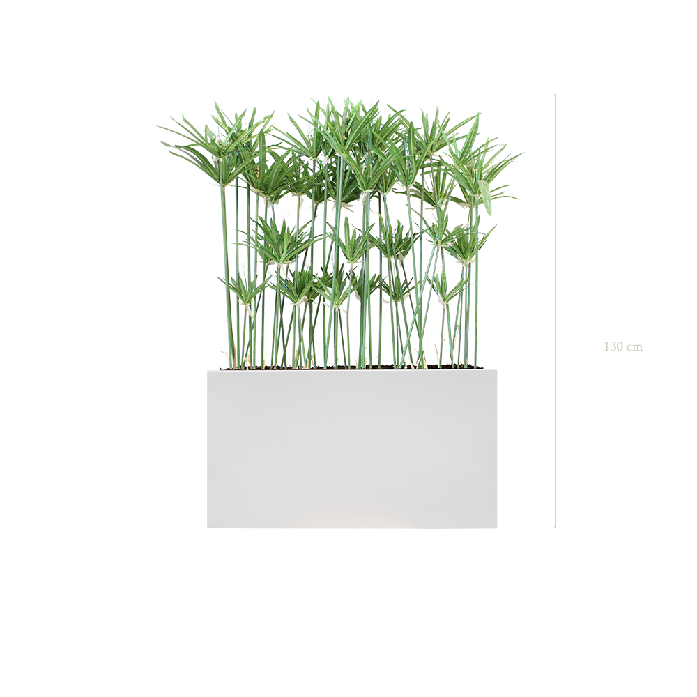 Les papyrus 130 cm - Bac Blanc #Artificiel
