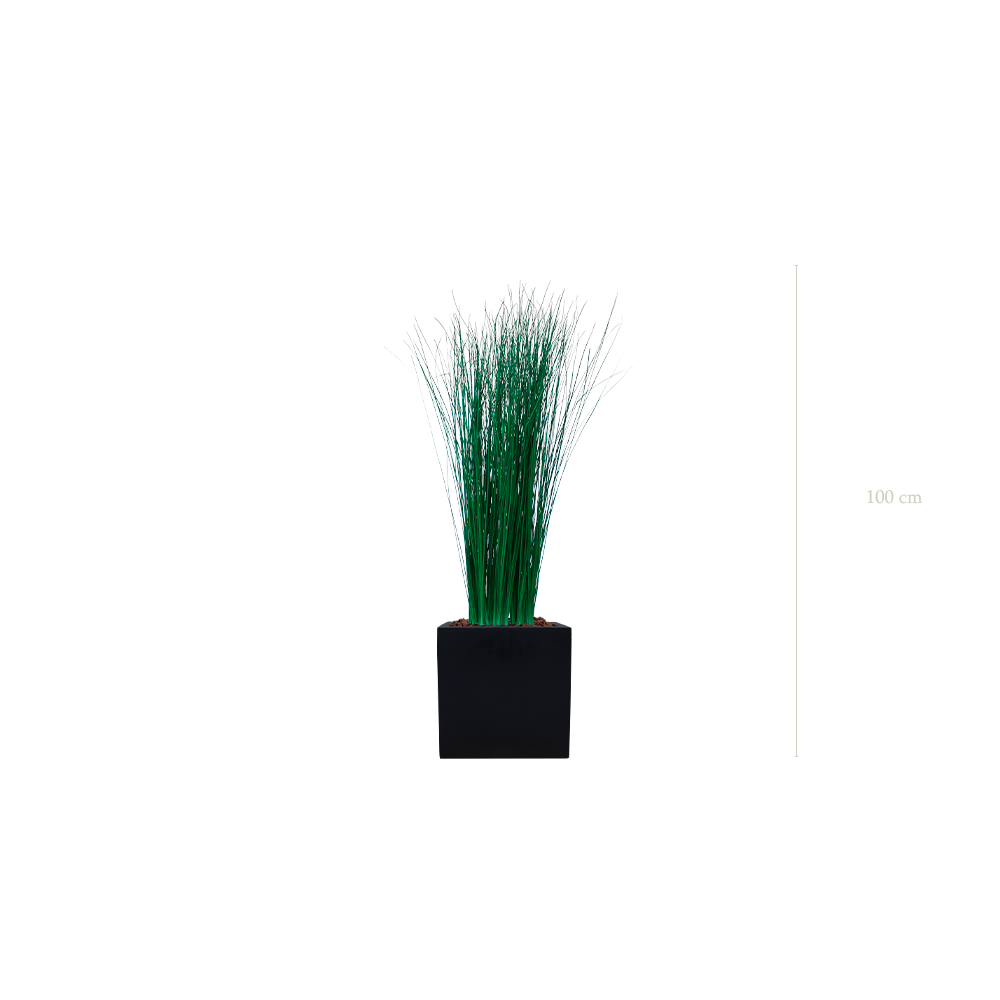 La Petite Graminée - Cube Noir #Stabilisé
