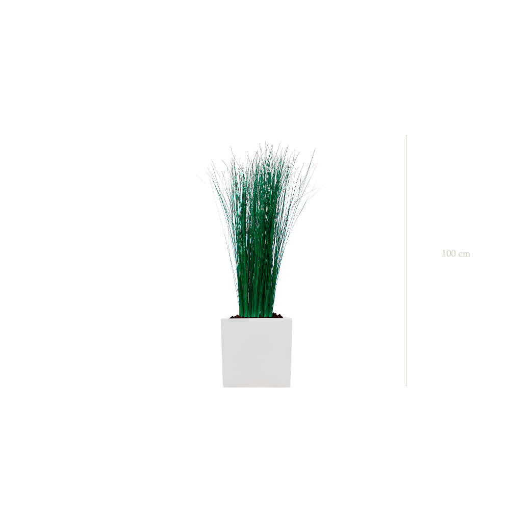 La Petite Graminée - Cube Blanc #Stabilisé