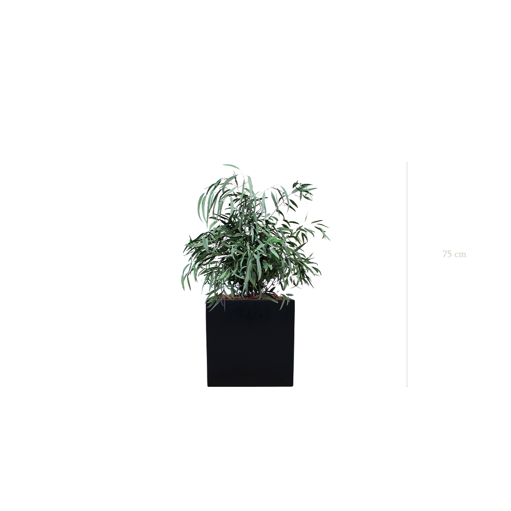 Le Petit Nicoly - Cube Noir #Stabilisé