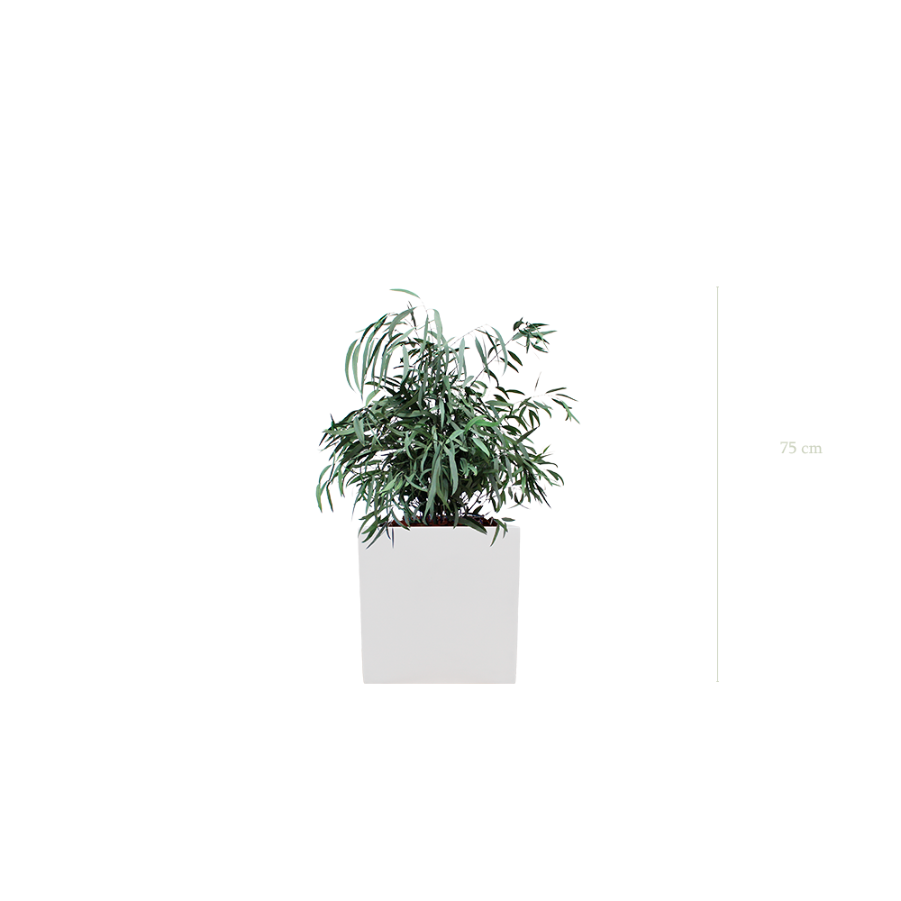 Le Petit Nicoly - Cube Blanc - Stabilisé