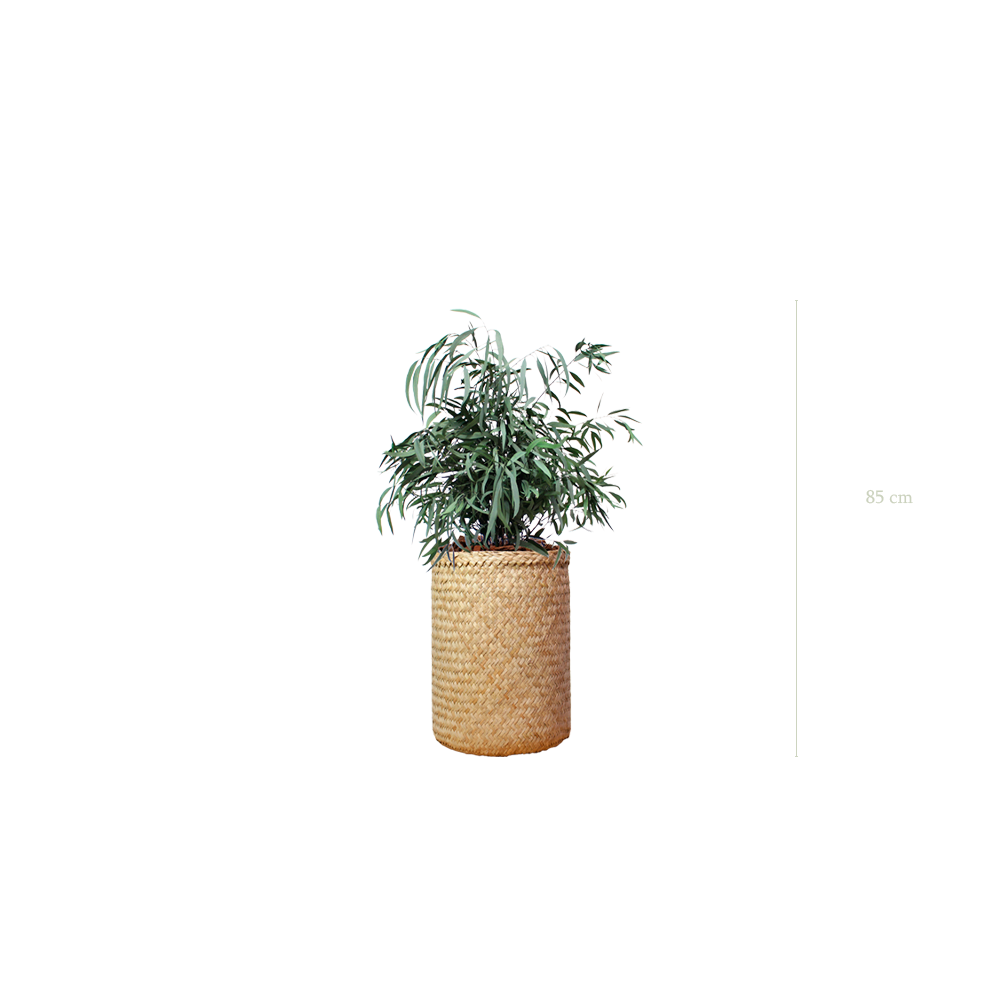 The Small Nicoly - Natural woven Pot #Stabilized