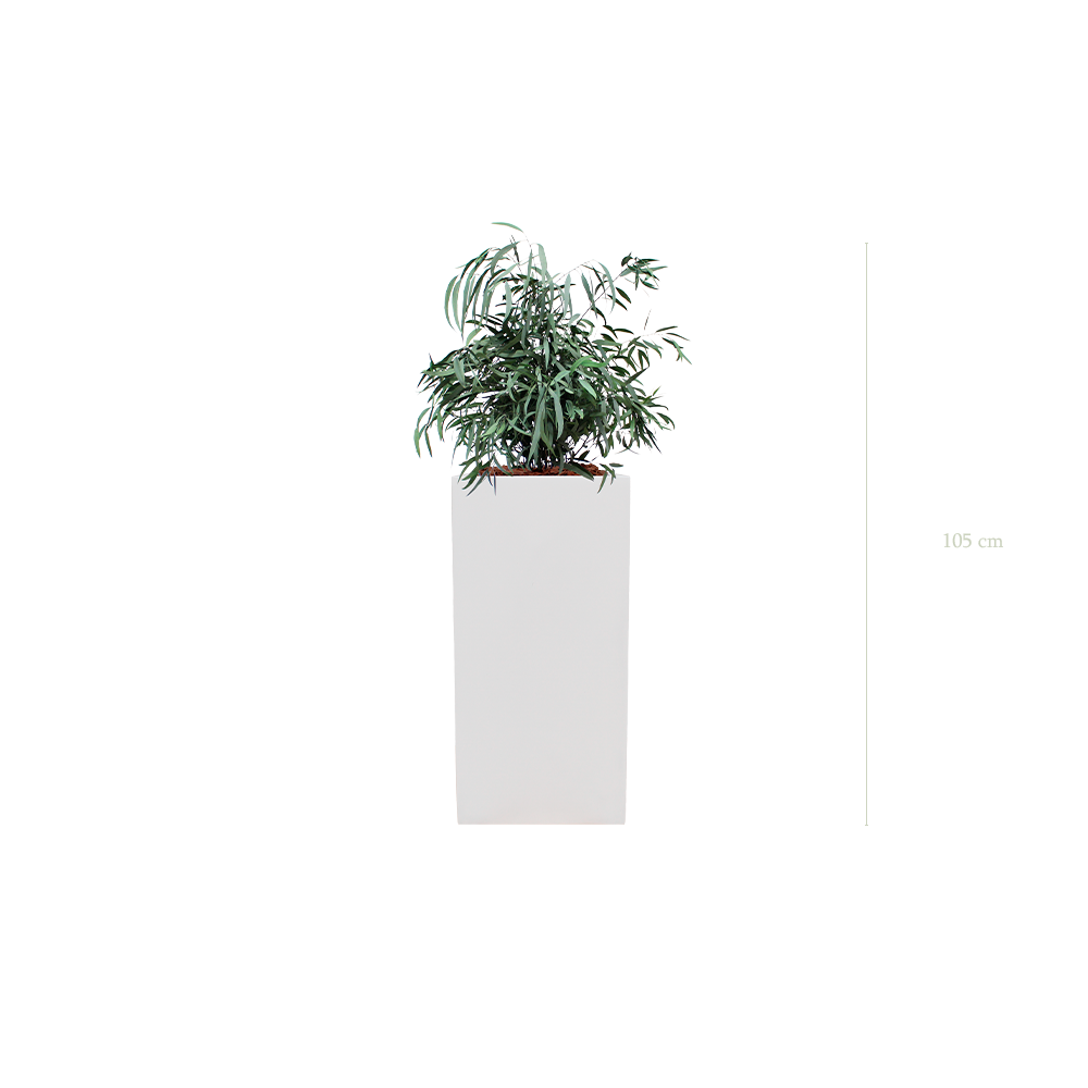 Le Petit Nicoly - Cube Haut Blanc - Stabilisé