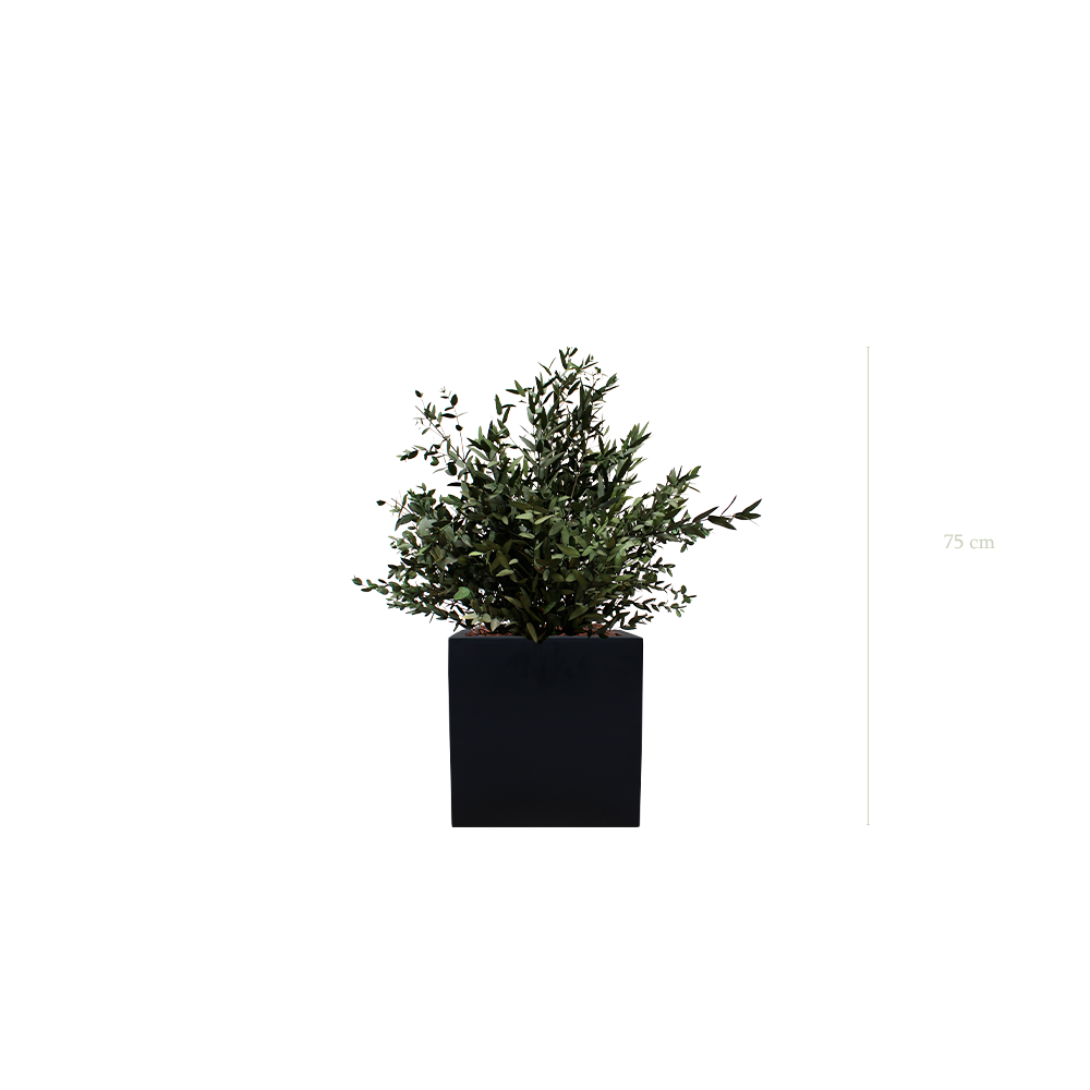Le Petit Parvifolia - Cube Noir #Stabilisé