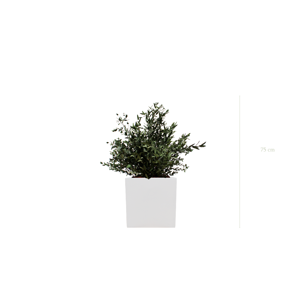 Le Petit Parvifolia - Cube Blanc - Stabilisé