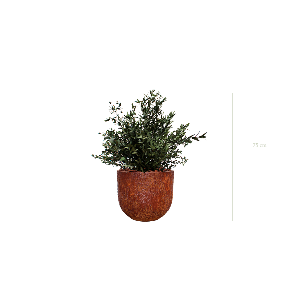 Le Petit Parvifolia - Pot Marron #Stabilisé