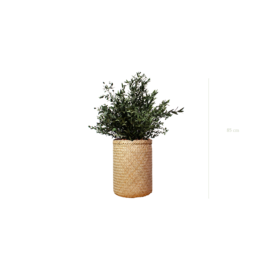 The small Parvifolia - Natural woven Pot #Stabilized