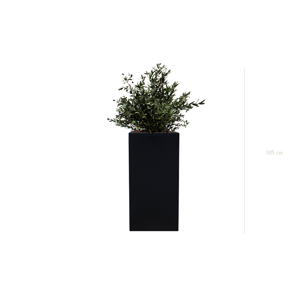 Le Petit Parvifolia - Cube Haut Noir #Stabilisé