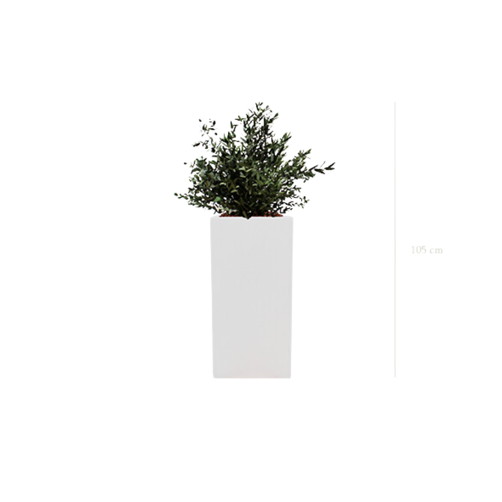 Le Petit Parvifolia - Cube Haut Blanc #Stabilisé
