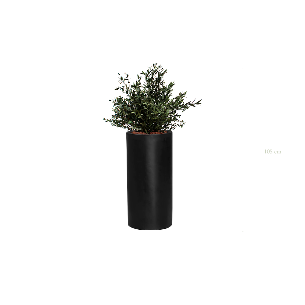 Le Petit Parvifolia - Cylindre Haut Noir #Stabilisé