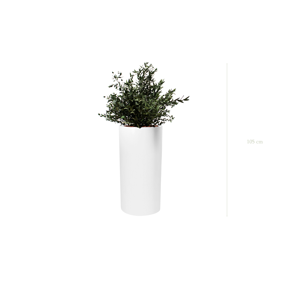 The Small Parvifolia - Tall White Cylinder #Stabilized