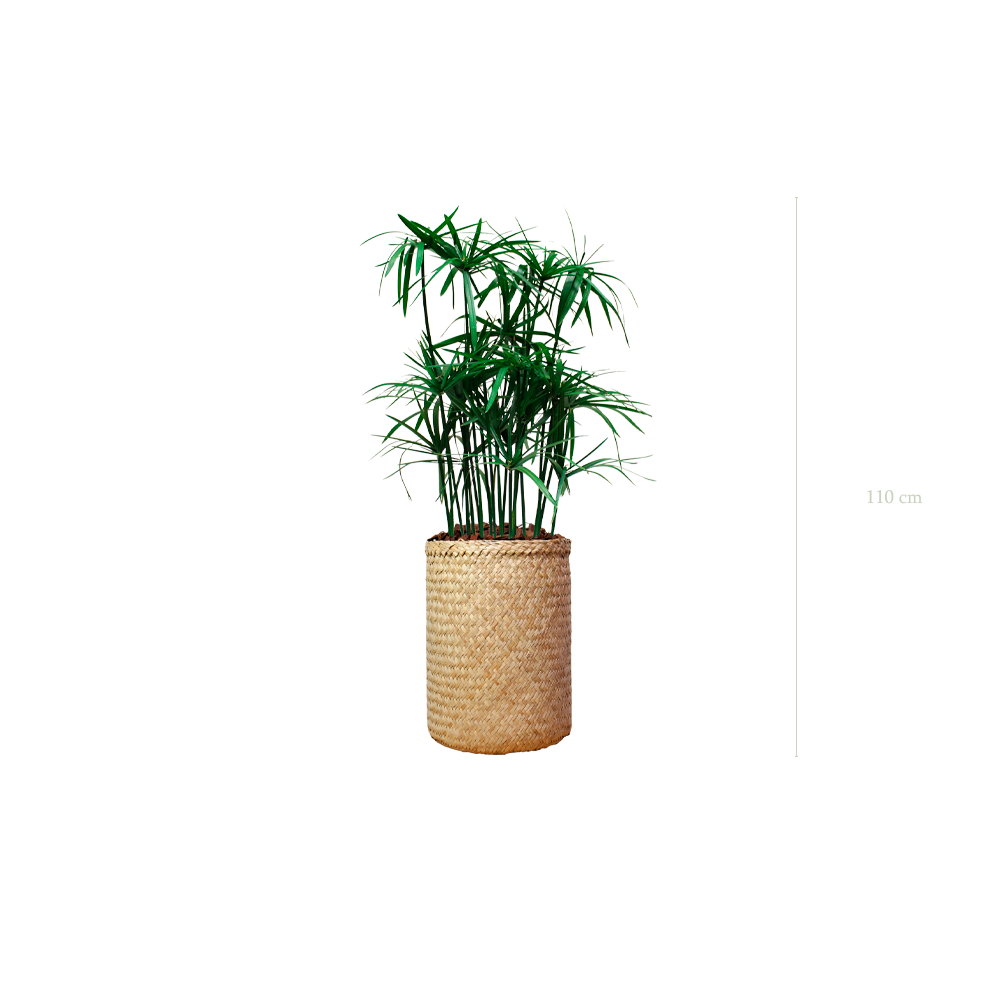 Der Papyrus - Naturgeflecht-Topf #Stabilisiert