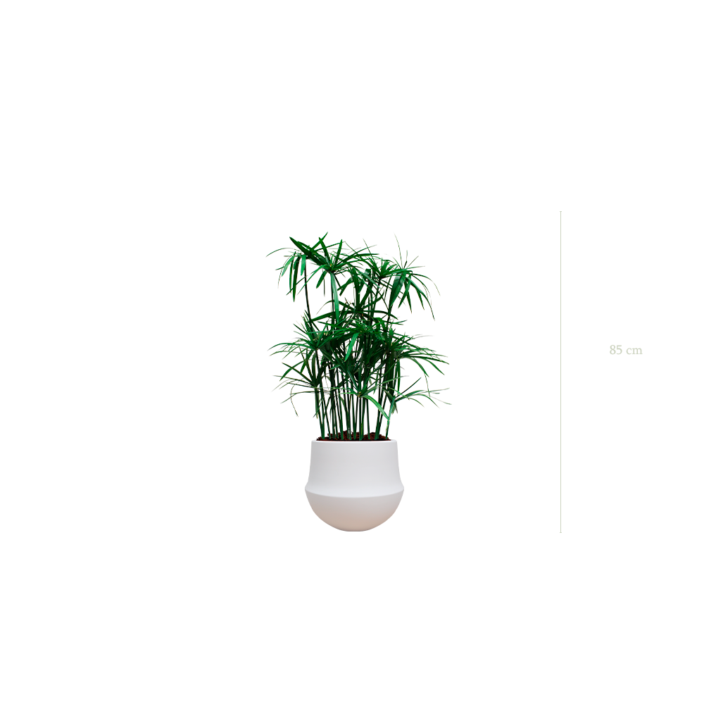Le Papyrus - Pot Rond Blanc #Stabilisé