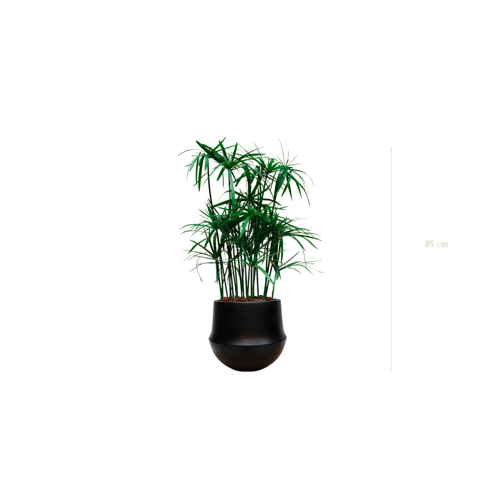 Le Papyrus - Pot Rond Noir #Stabilisé