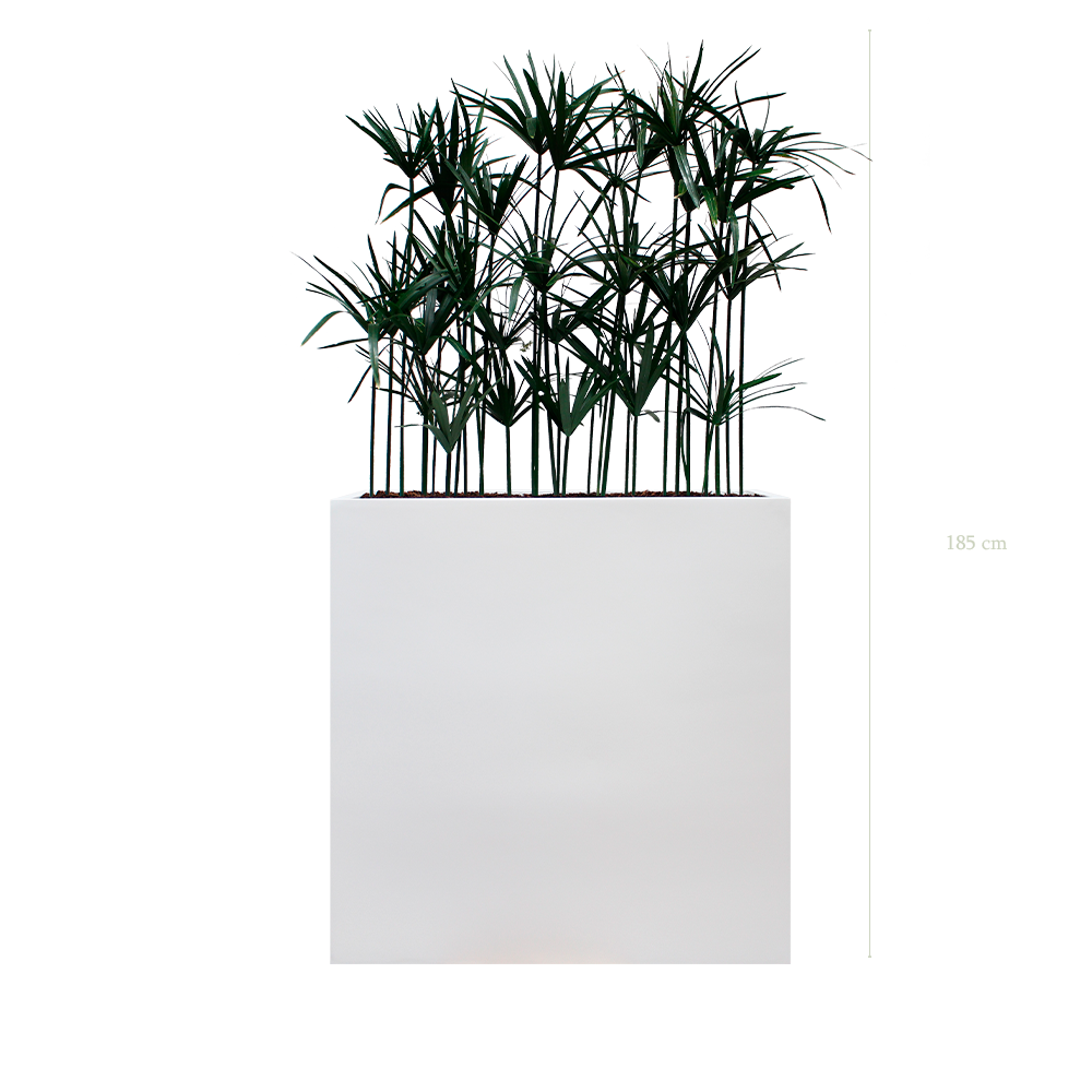 Raumteiler L. Papyrus - Weißer Pflanzkübel #Stabilisiert