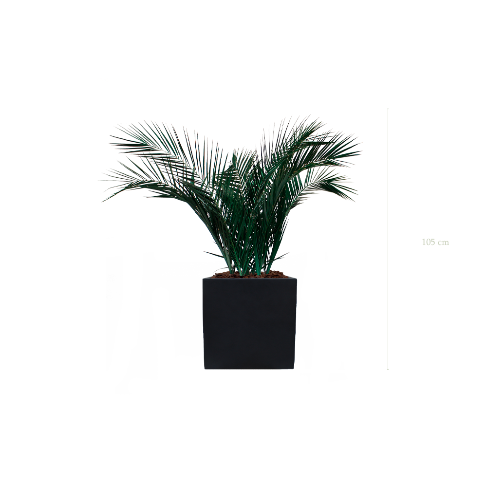 The Palm - Black Cube #Stabilized