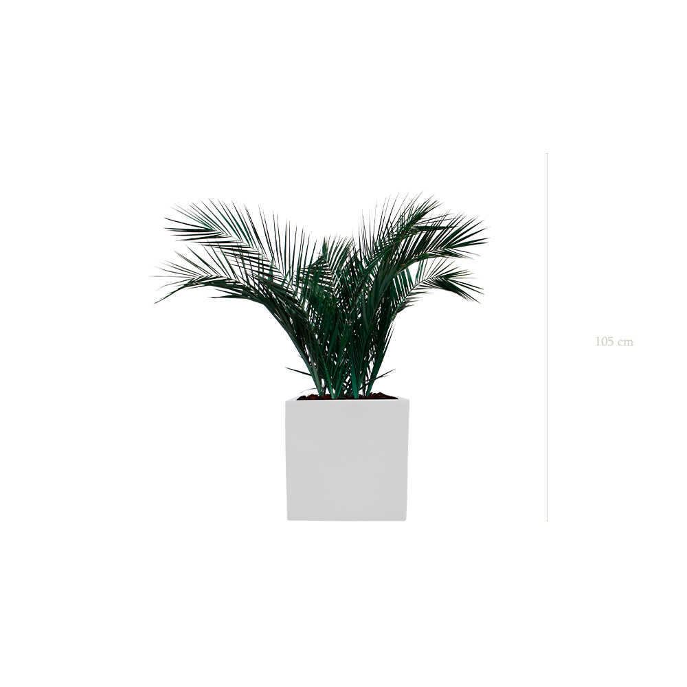 Die Palme – weißer kubischer Topf #Stabilisiert