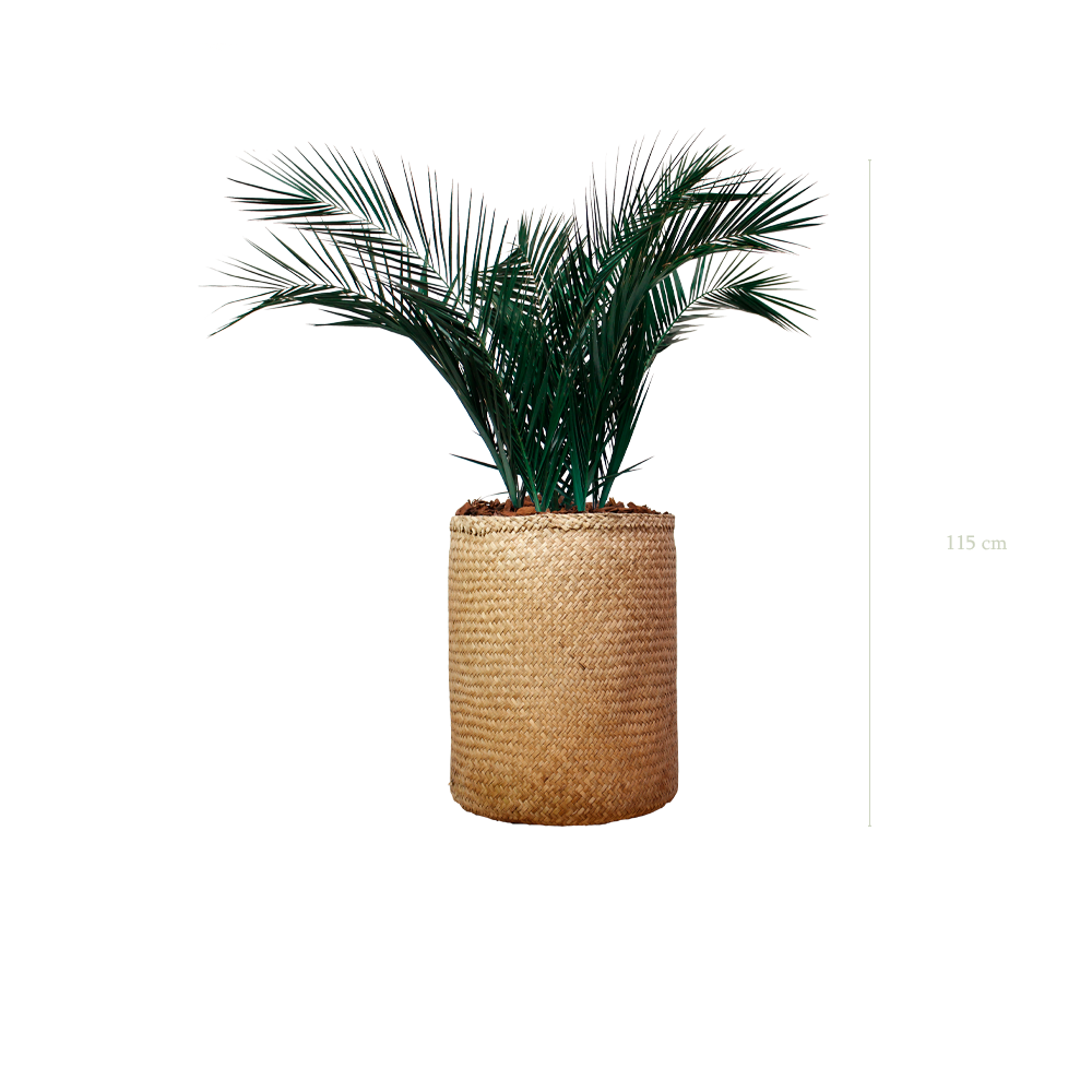 Le Palm - Naturgeflecht-Topf #Stabilisiert