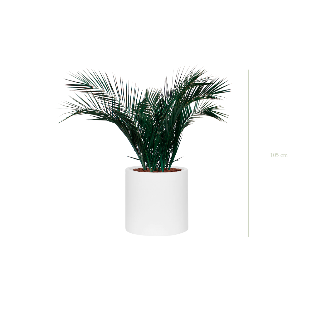 Le Palm - Cylindre Blanc #Stabilisé