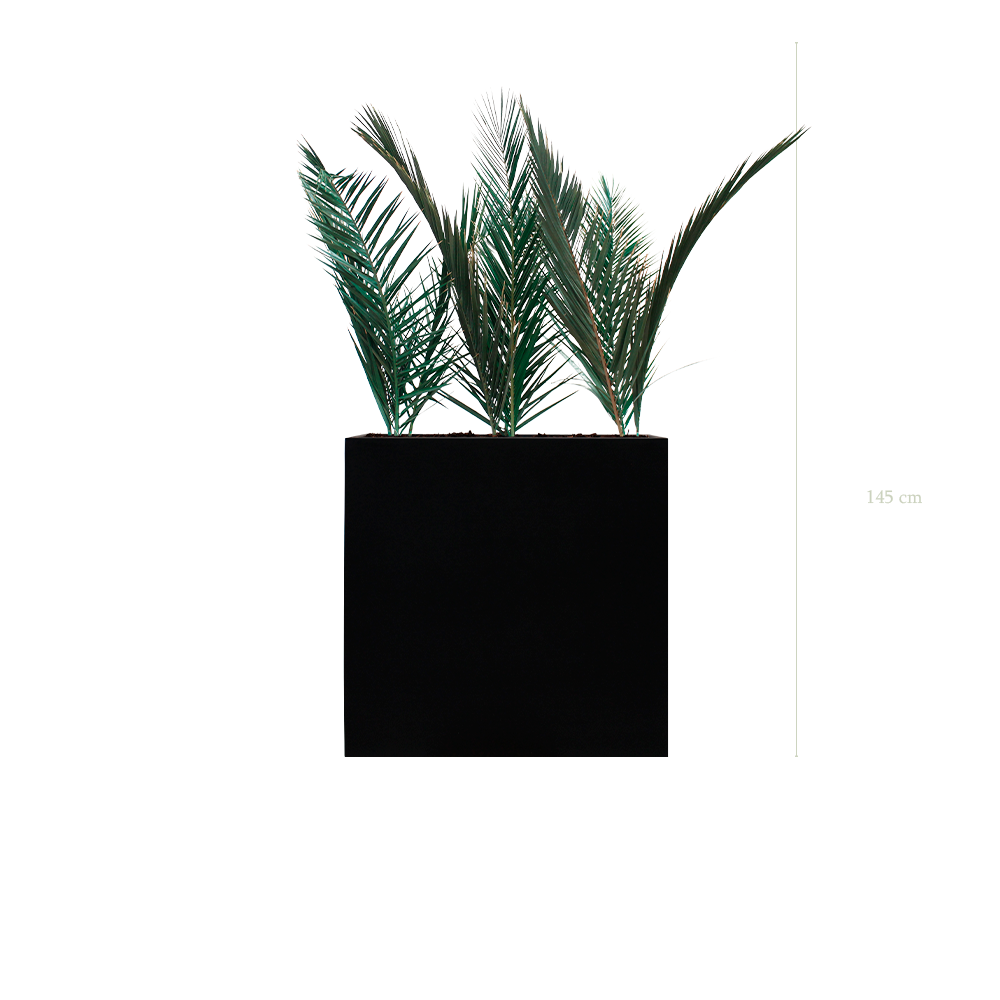 The Palm L. Black Divider #Stabilized