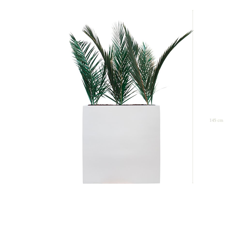 Séparateur L. Palm - Bac Blanc #Stabilisé