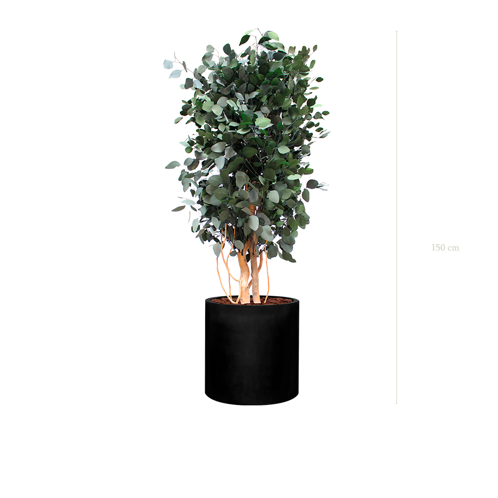 Le Populus - Cylindre Noir #Stabilisé