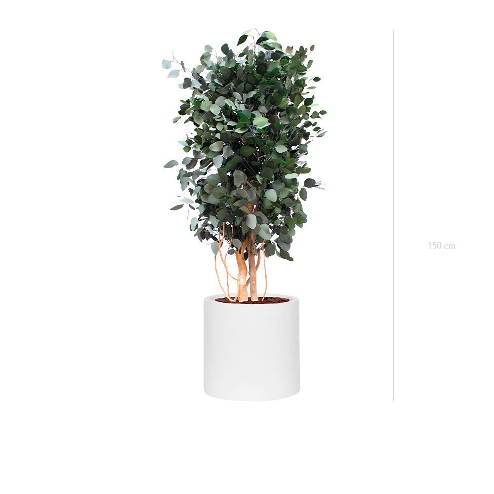 Le Populus - Cylindre Blanc - Stabilisé