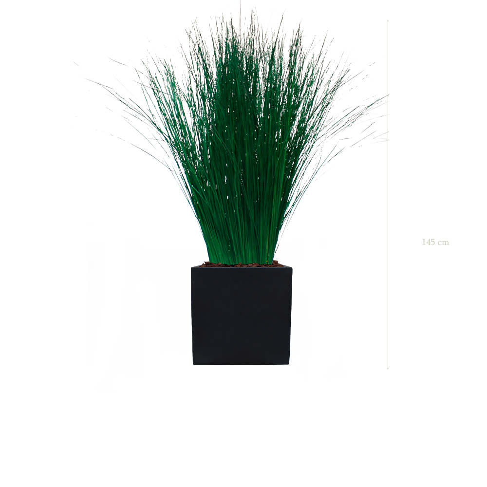 La Grande Graminée - Cube Noir #Stabilisé