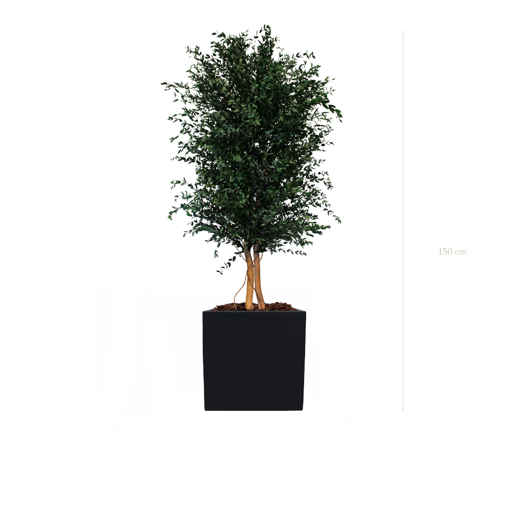 The Parvifolia - Black Cube #Stabilized