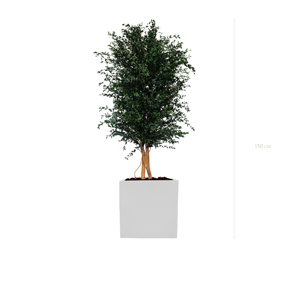 Le Parvifolia  - Cube Blanc #Stabilisé
