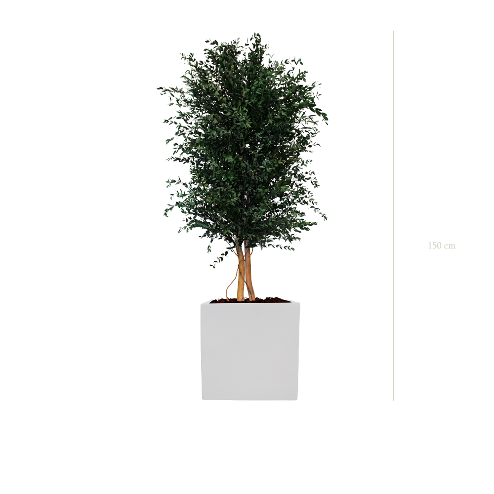 Le Parvifolia - Cube Blanc - Stabilisé