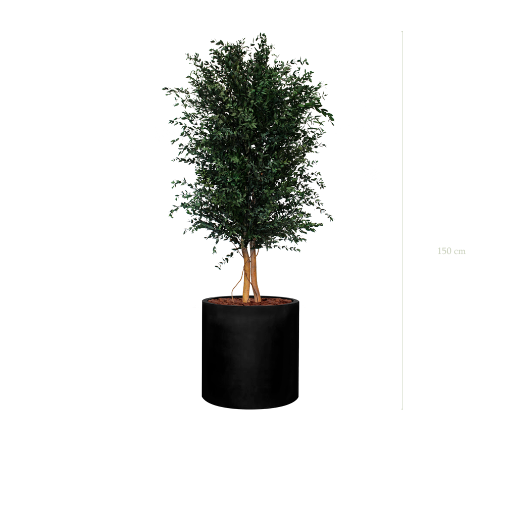 Le Parvifolia - Cylindre Noir #Stabilisé