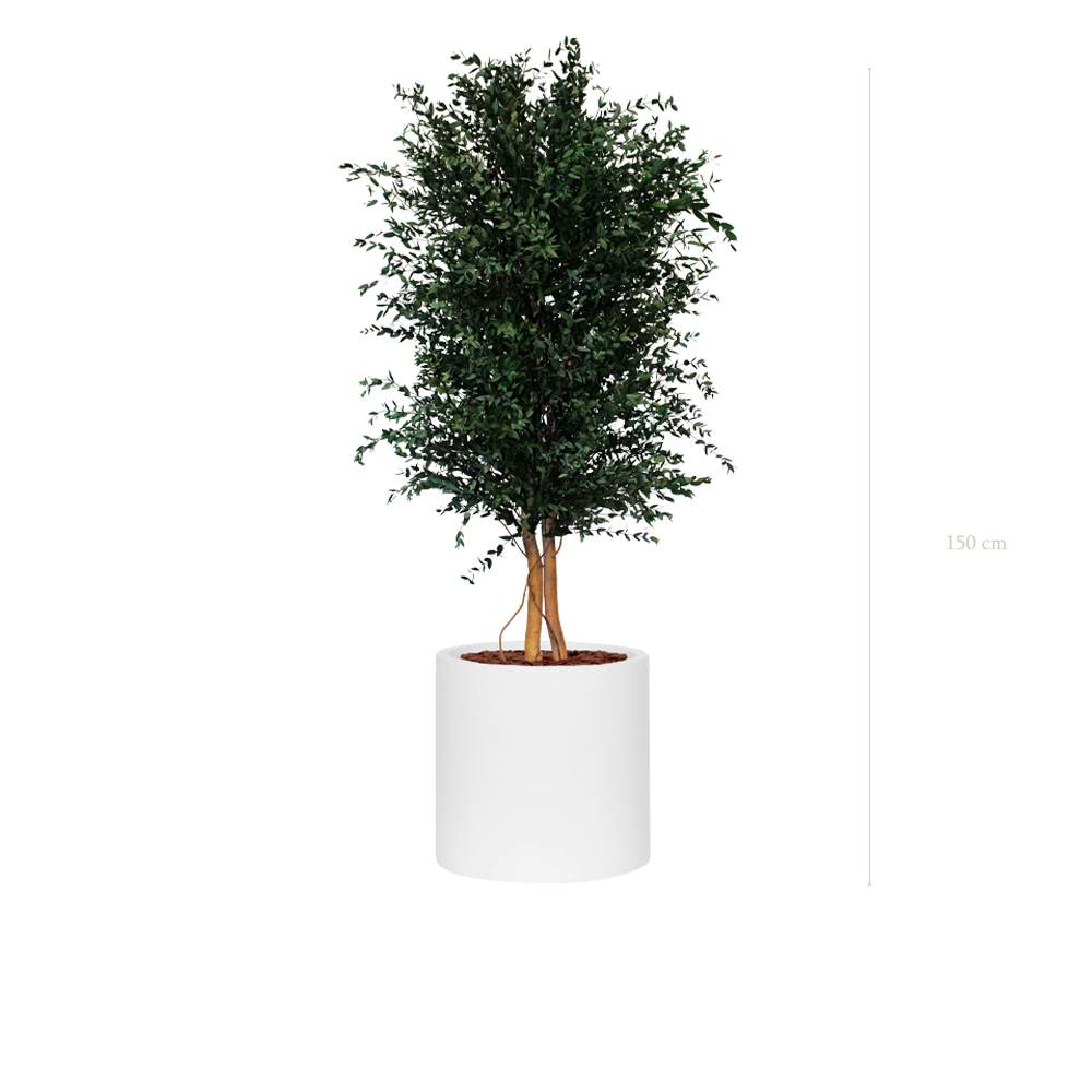 Le Parvifolia - Cylindre Blanc - Stabilisé