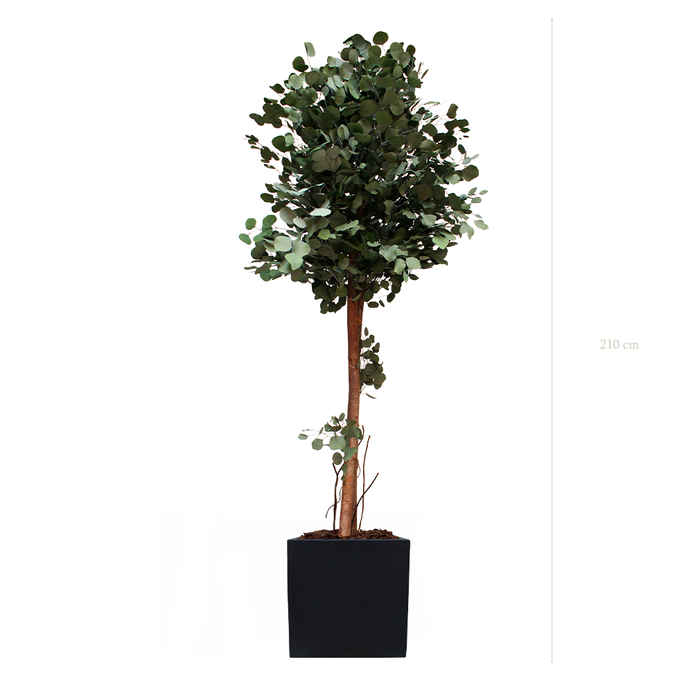 The Tall Populus - Black Cube #Stabilized