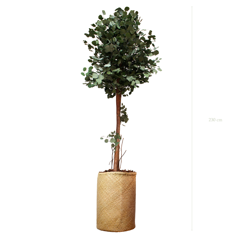 The Tall Populus - Natural woven Pot #Stabilized