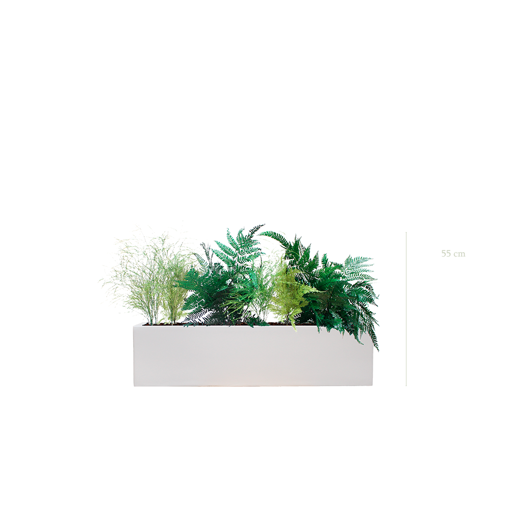 Fern Planter - White Planter #Stabilized
