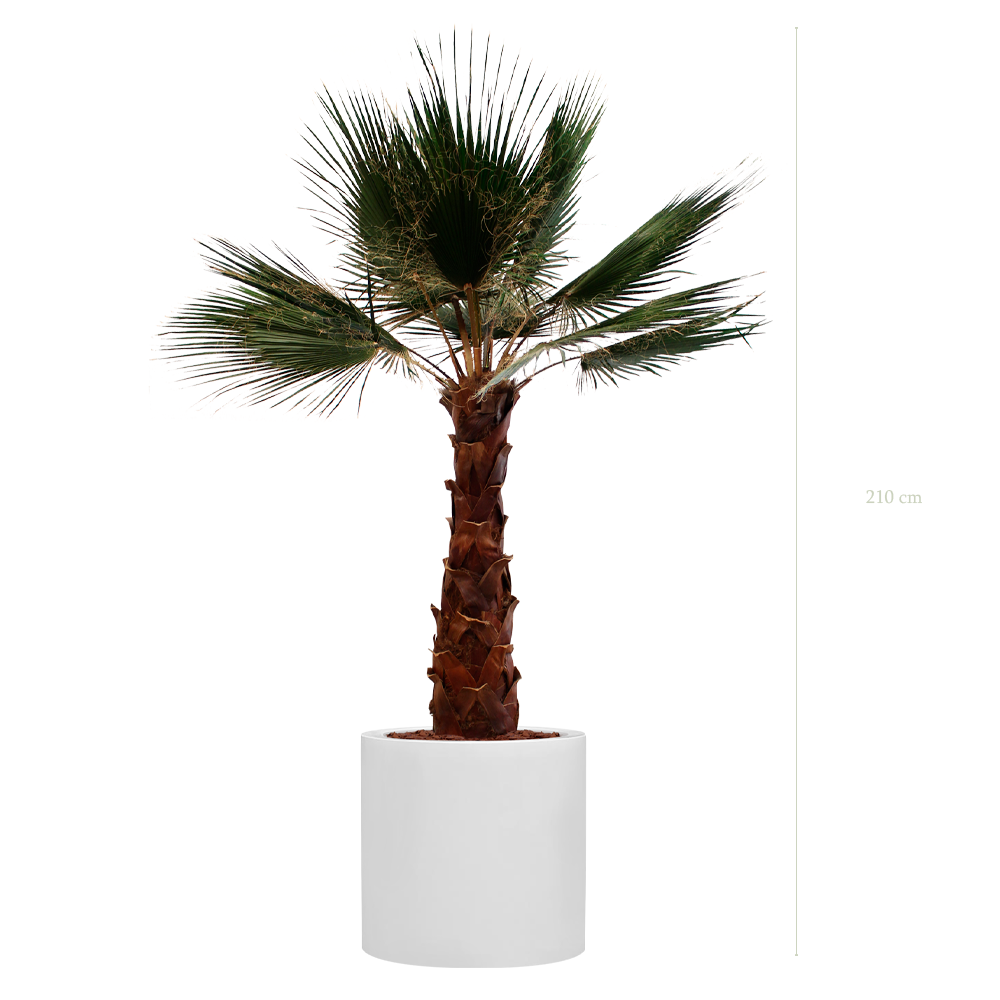 Die Palme - Weißer Zylinder Topf #Stabilisiert