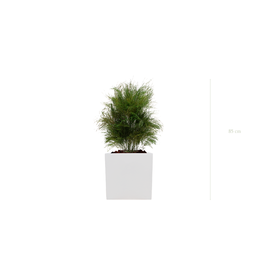 L’Herbe Folle - Cube Blanc #Stabilisé