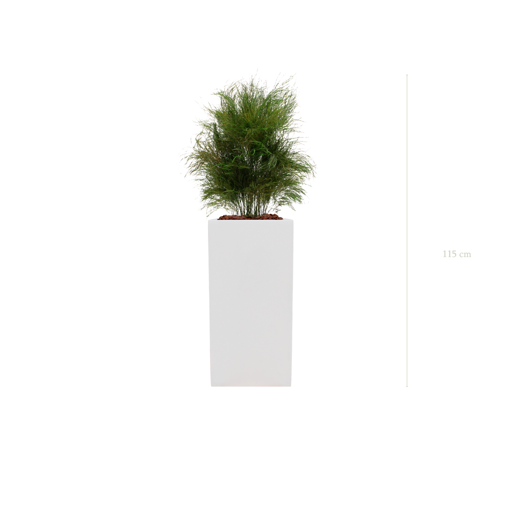 The Wild Grass - tall White Cube #Stabilized