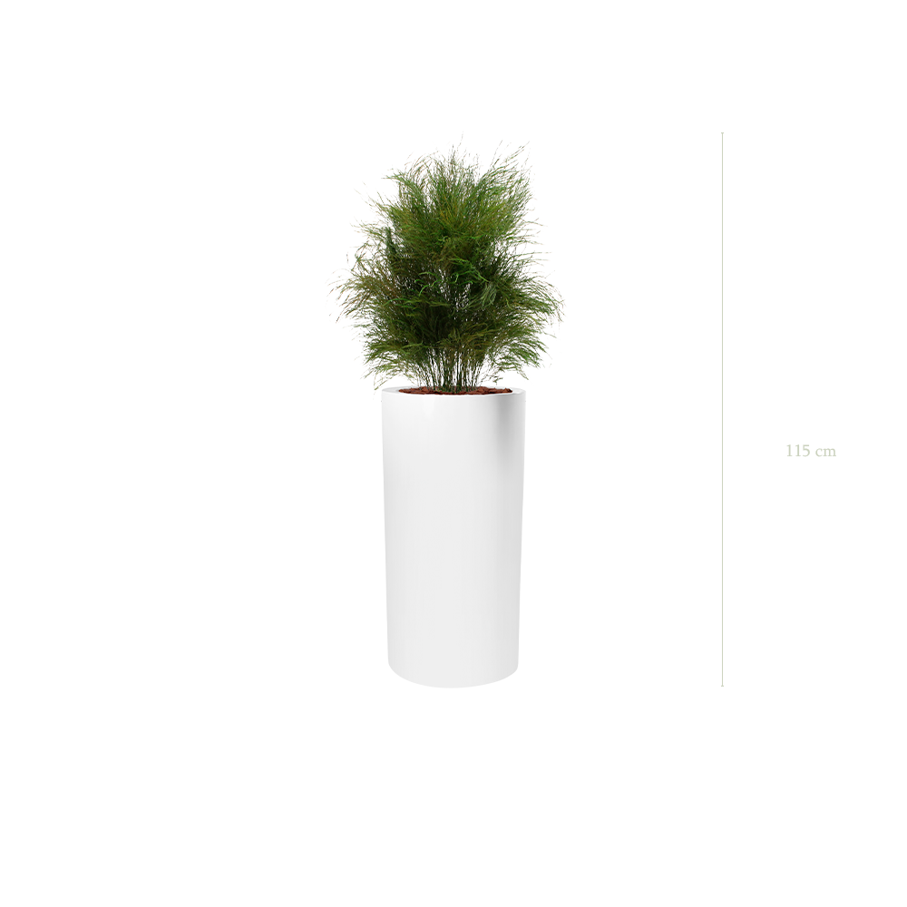 L’Herbe Folle - Cylindre Haut Blanc #Stabilisé